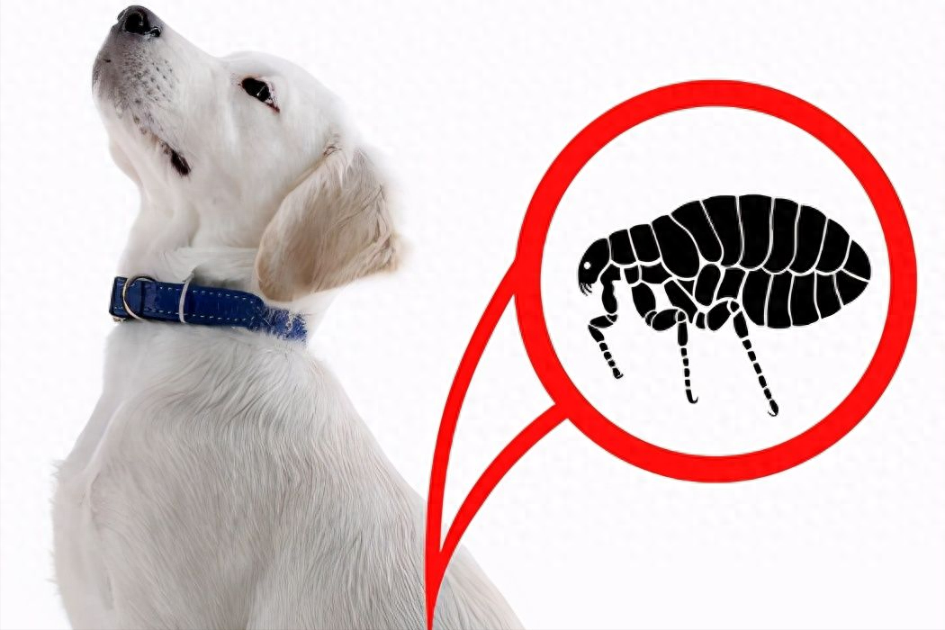 狗狗身上有跳蚤怎么办用什么药（怎么清除狗狗身上的跳蚤？）