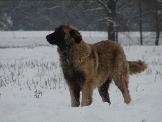 中国最古老的犬种，守山犬