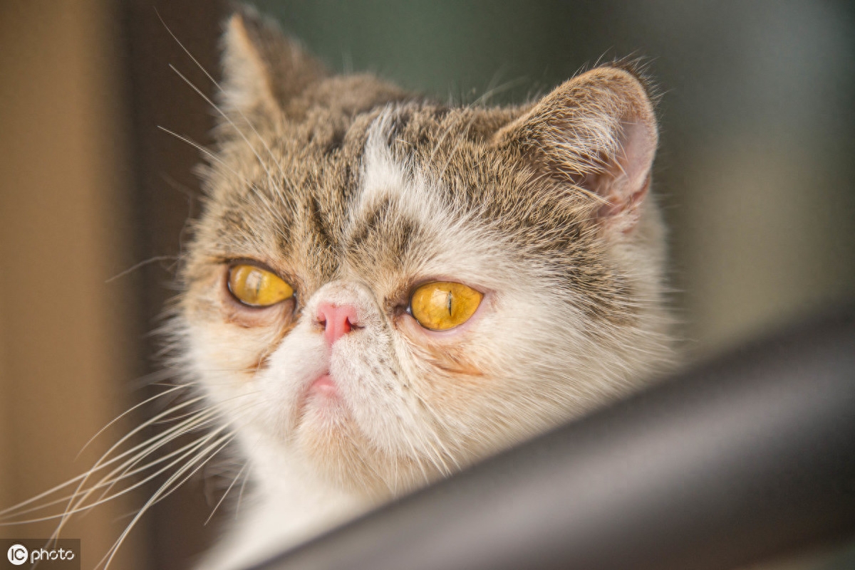 加菲猫讨好人类背后的悲凉，猫知道离开人难活，最忠诚的猫心机深