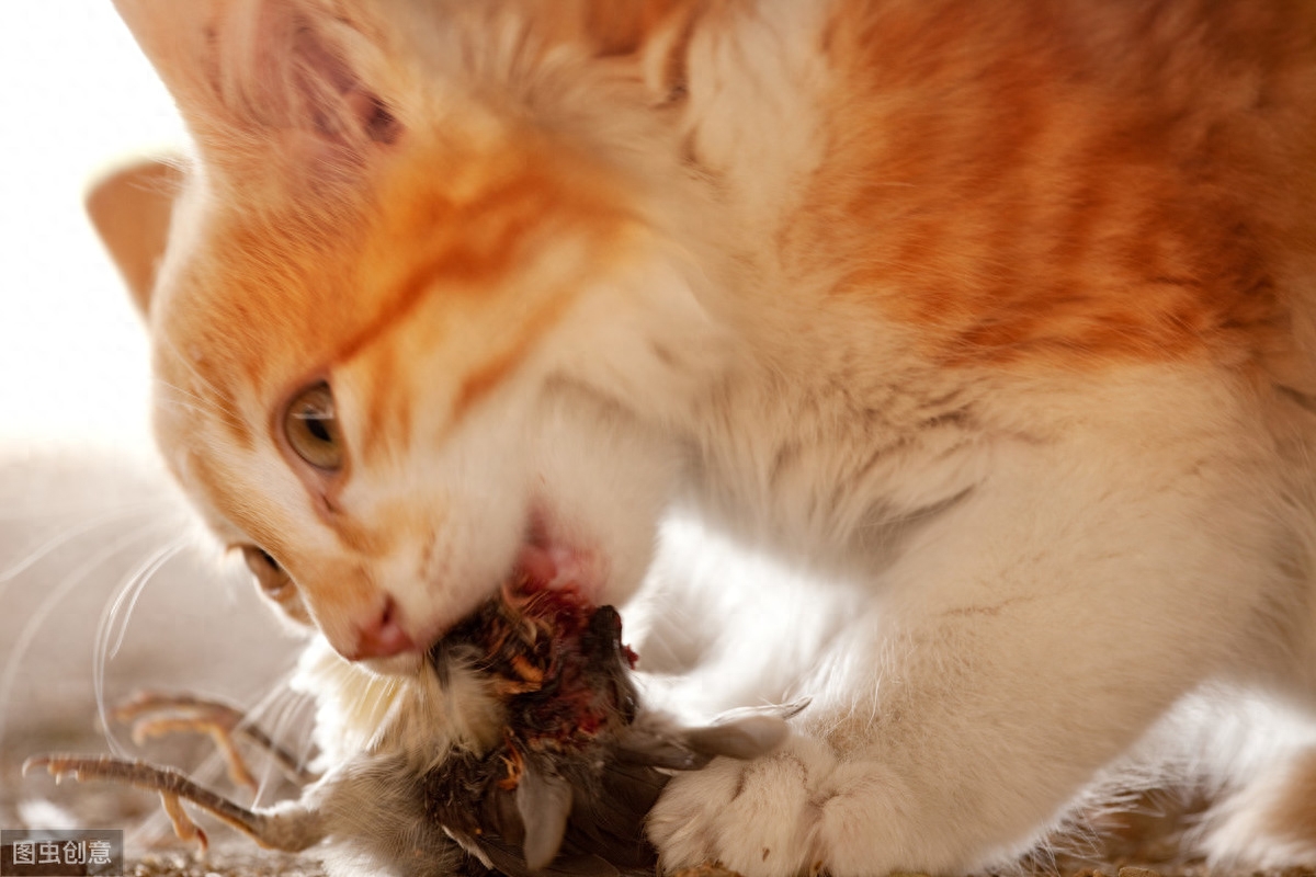 猫咪一天到底该喂几顿？暴饮暴食可不好