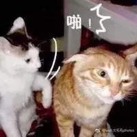 猫咪挑食怎么办？做好这几点让它乖乖吃饭