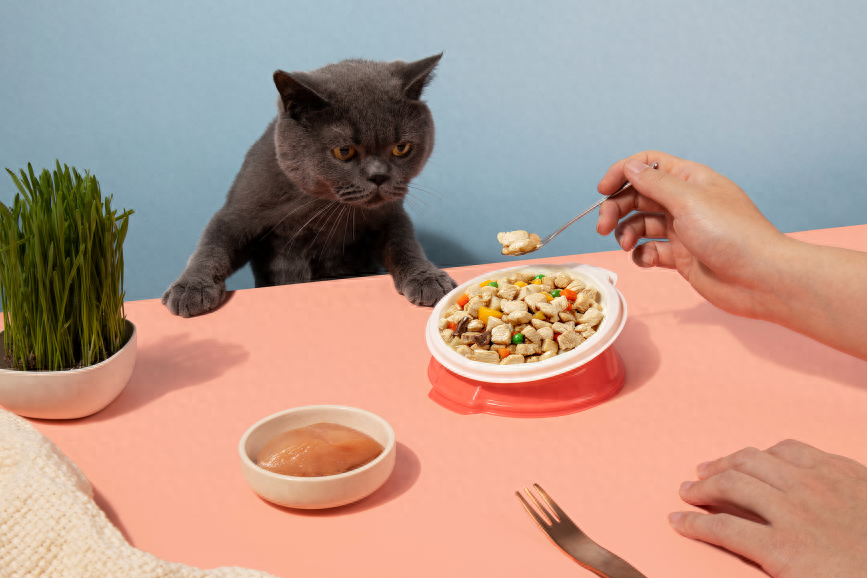 你家猫咪爱吃鲜肉还是零食？什么是正确的猫咪喂养方式呢？