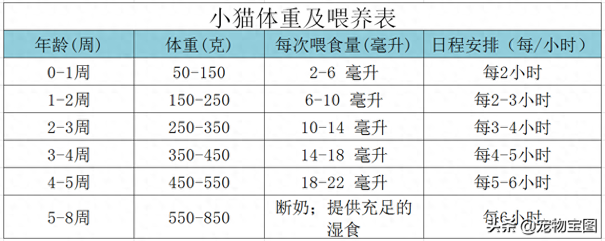 喂养小猫的7个技巧