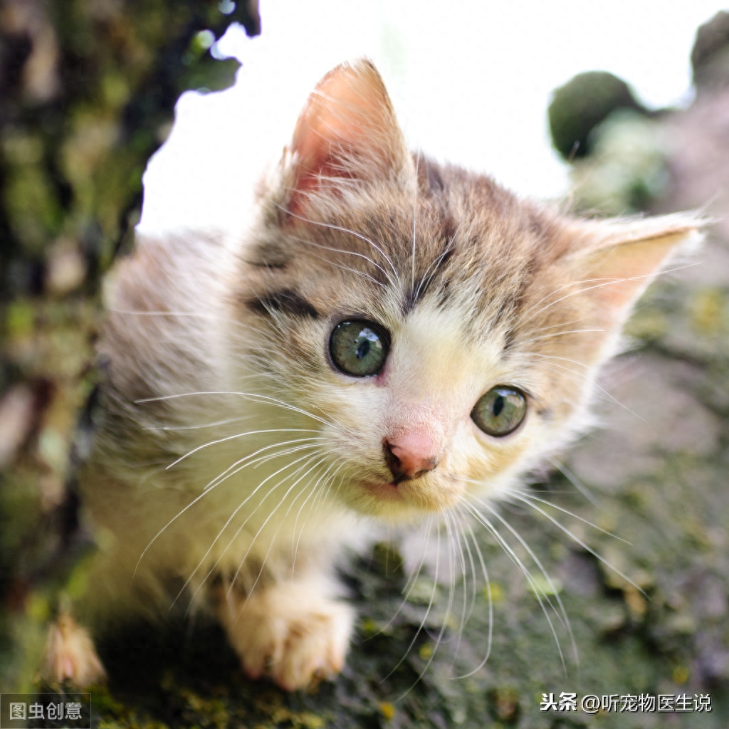 准备养猫的铲屎官小白，猫咪的这些饲养小常识提前学习一下