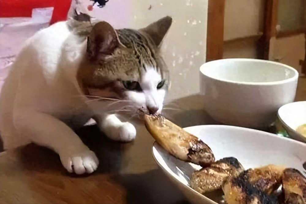 猫咪的喂食“误区”，你还在这样喂？小心它活不长久