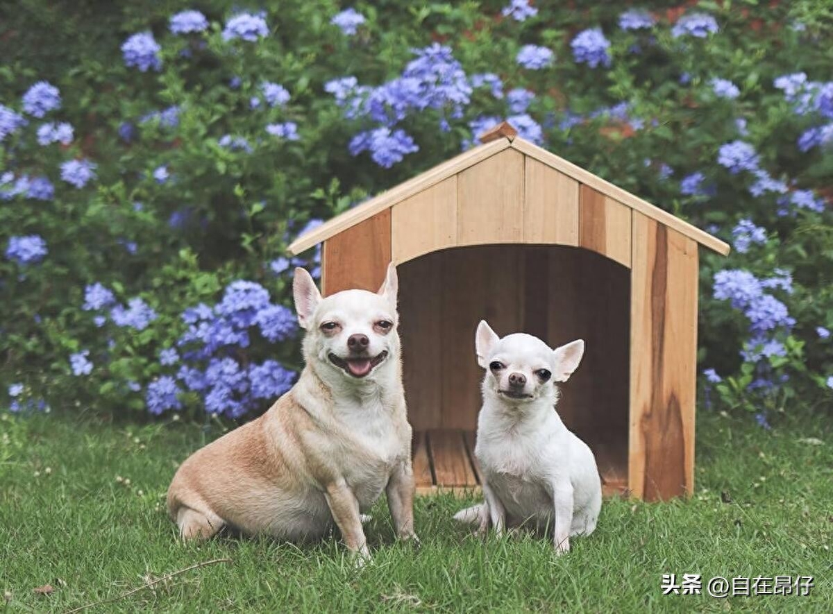 奇瓦瓦犬：微小体型，巨大个型