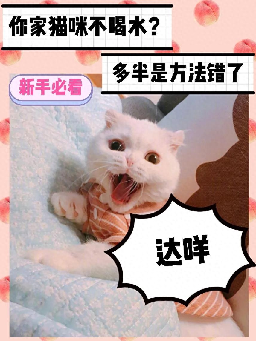 猫咪不爱喝水？这几招轻松搞定