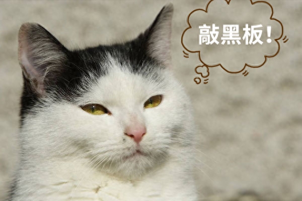 猫不喝水怎么办？教你10个小妙招！