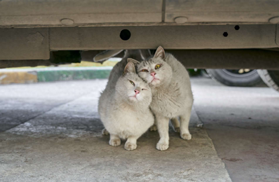 猫咪晚上发出哭一样的叫声，原来代表了这些意思