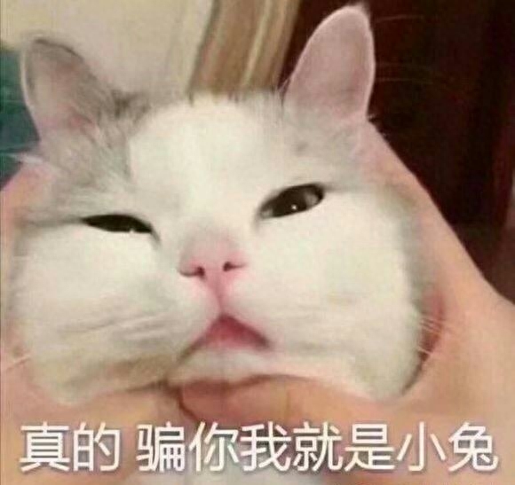 猫咪为什么会在猫砂里大小便？这是怎么回事？