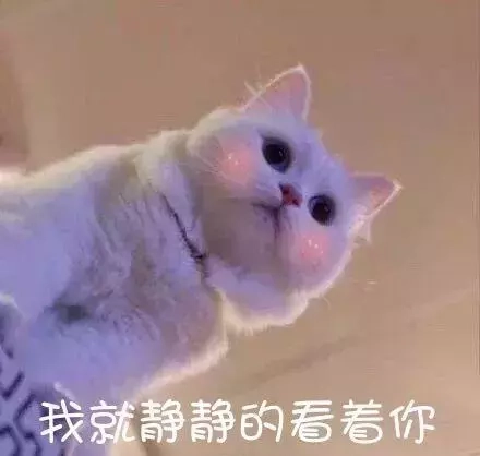 养猫的十大理由，天惹，你居然还没养猫？