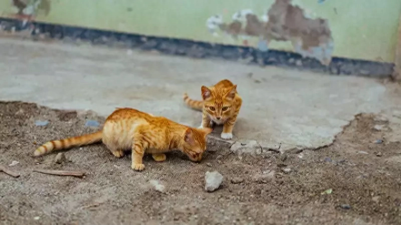 如何训练小猫使用猫砂盆？来看这里