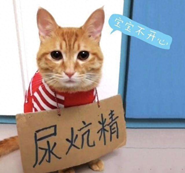 猫砂盆的位置决定了，你的猫咪会不会自己上厕所