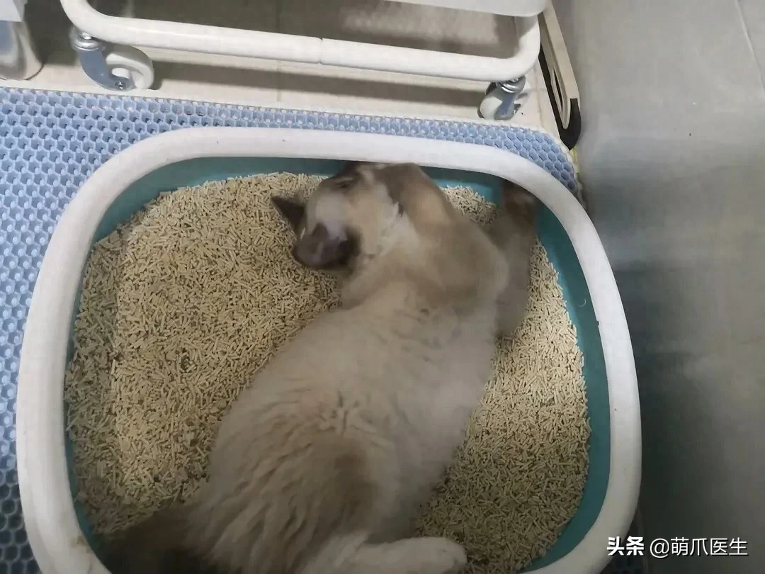 猫突然喜欢上吃猫砂？警惕！这几个是主要原因，及时就医最重要