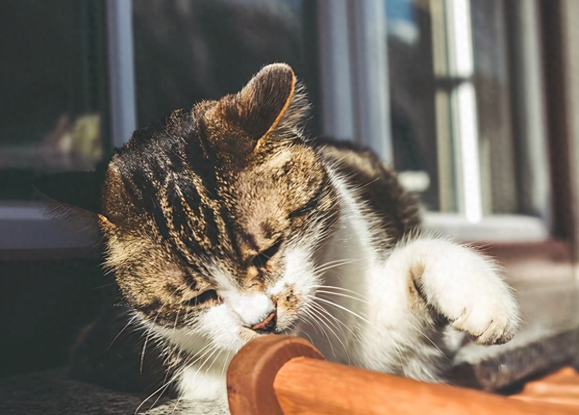 猫咪为什么在家里乱尿呢？这些原因，你真的了解过吗？