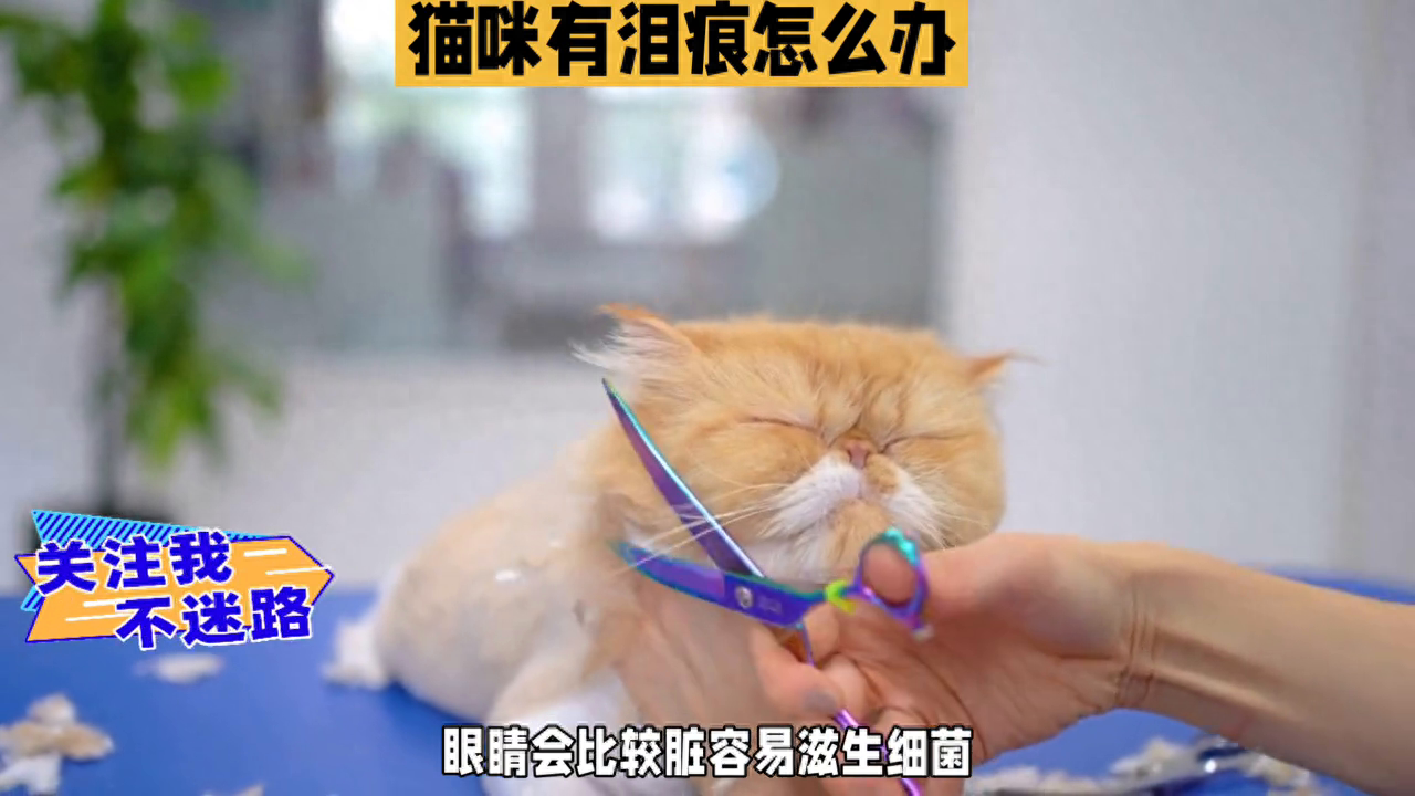 猫咪出现泪痕怎么办？